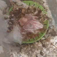 کبوترجوجه گرده دار
