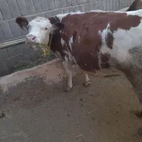 گاو جوان سیمنتال|حیوانات مزرعه|هشترود, |دیوار