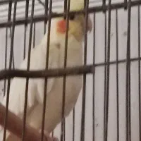 عروس هلندی|پرنده|چمران, |دیوار