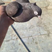 چشنوک طوقی ماده|پرنده|مسجد سلیمان, |دیوار