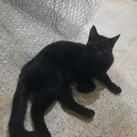 فروش گربه خانگی کم یا