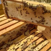 صد درصد ارگانیک دیابتی اصلی