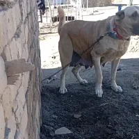 ماده سراب
