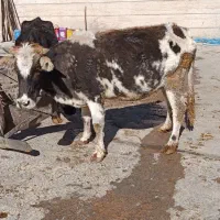 دوراس گاو۶ماه آبستن صحرا رو شکم سوم