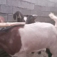 فروش ۷ راس بزغاله با یک بزمورسیا ابستن|حیوانات مزرعه|رابر, |دیوار