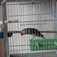 سهره قناری اوستا لربخون ۷ دهن پاک مهر مهر|پرنده|پرند, فاز ۶|دیوار