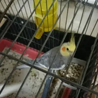 دو تا عروس هلندی سرحال با انرژی مثبت