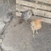 خروس چهل تاج نسل دار درشت و کشیده|حیوانات مزرعه|ایرانشهر, |دیوار