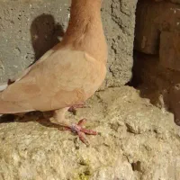 کبوتر زرد ماده