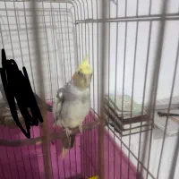 معاوضه عروس هلندی نر با ماده