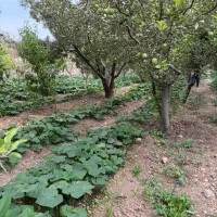 ۳۰۰ متر  باغچه دور  دیوار سند تک برگ جابان
