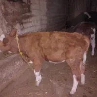 گوساله سیمنتال|حیوانات مزرعه|نظر کهریزی, |دیوار