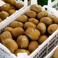 کار در کارخانه کیوی