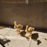 جوجه اردک دوماهه