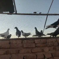 کفتر|پرنده|کرمان, |دیوار