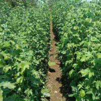 فروش نهال میوه