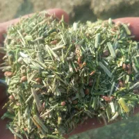 خارشتر نرم داخل کیسه