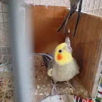 عروس هلندی|پرنده|دماوند, دماوند|دیوار