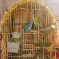 دو عدد مرغ عشق نر، خوشرنگ و زیبا، آواز خان