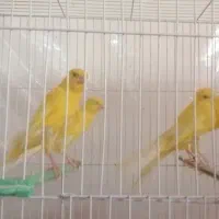 قناری رسمی بلند و موزاییکی و12جفت گرینچیک