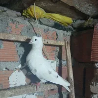 کبوتر پرشی
