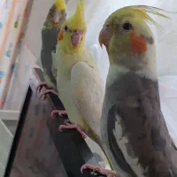 عروس هلندی نر سخنگو دستی و رام