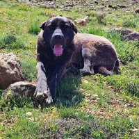 سگ گمشده|حیوانات|کبودرآهنگ, |دیوار