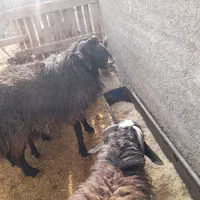 قوچ و بره نر