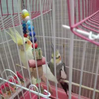 یه جفت عروس هلندی بالغ