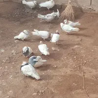 14 تاطوقی سرحال|پرنده|خانمیرزا, |دیوار