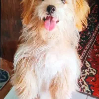 سگ با مزه و ساکت مناسب اپارتمان