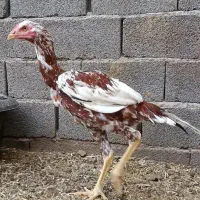 جوجه لاری|حیوانات مزرعه|تربت جام, میان جام|دیوار