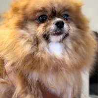 پامر خرسی ماده