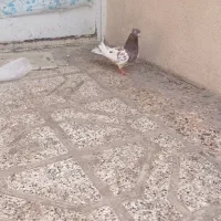 کفتر|پرنده|مشهد, کارمندان دوم|دیوار