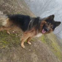 سگ اصل دو ماهه|سگ|تهران, تهرانپارس شرقی|دیوار