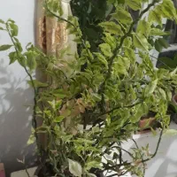 گل طبیعی|گل و گیاه طبیعی|خلخال, |دیوار