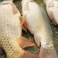 ماهیگیری با طعمه پاشی  در دریا