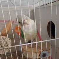 گرینچیک ماده پاین اپل دستی و مولد|پرنده|مشهد, صداقیه|دیوار