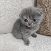 حیوانات در بند حیوانات خانگی گربه ها