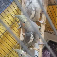 جوجه عروس هلندی|پرنده|فردیس, شهرک ۱۱۰|دیوار