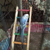 مرغ عشق  تخمگذار