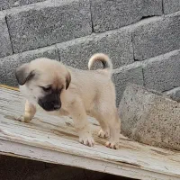 واگذاری چهارعدد توله سگ ماده|سگ|عجب شیر, |دیوار