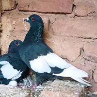 کبوتر