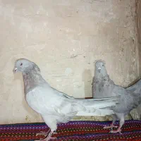 کفتر اصفهانی|پرنده|برخوار, |دیوار