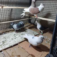 کفتر پلاکی رنگی شهرستانی سرور پشت دار کاکولی