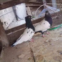 کفتر کله دم سیاه|پرنده|پیر بکران, |دیوار