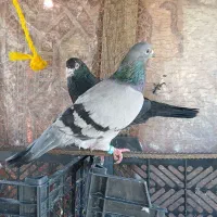 کبوتر پلاکی