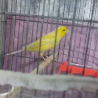 قناری نرو ماده