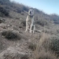 سگ گله ی|سگ|قوچان, |دیوار