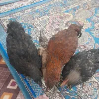 مرغ وخروس